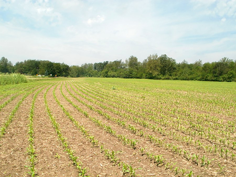 CROPLAND/RECREATIONAL LAND AUCTION - 81.5+/- ACRES OFFERED IN 2 TRACTS IN WAYNE COUNTY, INDIANA
